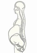 Gravidanza Kleurplaat Querschnitt Schwangerschaft Embarazo Zwangerschap Doorsnede Malvorlage sketch template