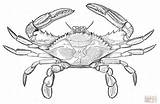 Crab Blue Coloring Pages Drawing Printable Clipart Atlantic Supercoloring Crabs Painting Animals Color Sketch Original Tattoo Drawings Choose Board Template sketch template