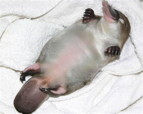 baby platypus