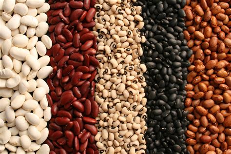 types  beans  meet  protein   health canada