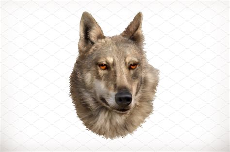 wolf head illustrator graphics creative market