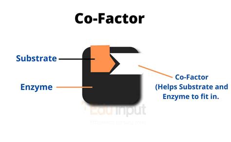 cofactor  coenzyme