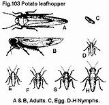 Leafhopper Potato Homoptera Cicadellidae Fabae Harris Fig sketch template