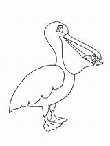 Coloring Pages Pelican Birds Color Recommended Pelicans sketch template