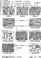 Tissues Connective Physiology Answers Teaching Illustrated Histology Tejidos Chessmuseum Ambrasta sketch template