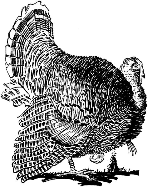 turkey bird coloring pages coloring page blog