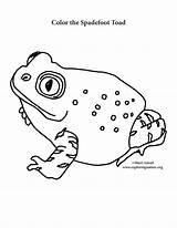 Toad Coloring Spadefoot sketch template