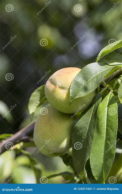 Ripened Fruit Of Peach On The Tree Stock Image Image Of Leaf Nature