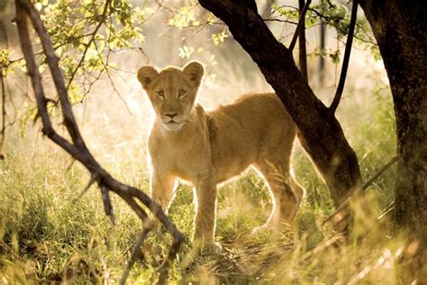 citybreak ukutula game reserve and lion sanctuary manist