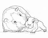 Guinea Pig Coloring Pages Baby Cute Mother Drawing Printable Pigs Color Supercoloring Sheets Print Getdrawings Realistic Getcolorings Kind sketch template