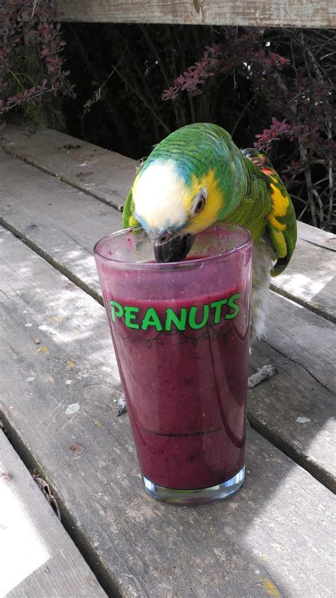 trick  parrot  eating  delicious healthy smoothie parrots