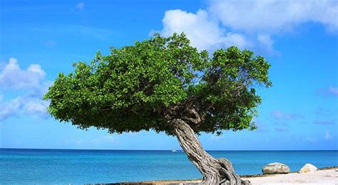 reyes en aruba zurfers aruba beach aruba island picture tree