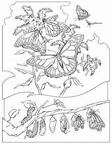 Coloring Rica Costa Pages Monarch Getdrawings Butterflies sketch template