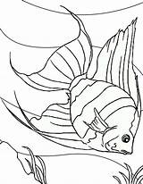 Fish Coloring Angel Sea Dive Into Floor Coloringsky Printable Diving Water Choose Board Pages sketch template