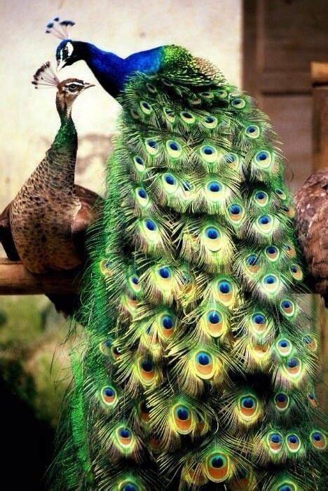 14 Best Images About Beautiful Peacocks On Pinterest
