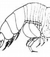Afbeeldingsresultaten voor "eupronoe Maculata". Grootte: 162 x 132. Bron: www.odb.ntu.edu.tw