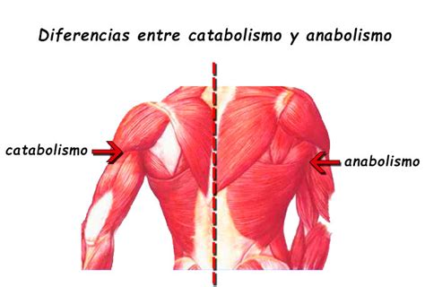 diferencias entre catabolismo  anabolismo