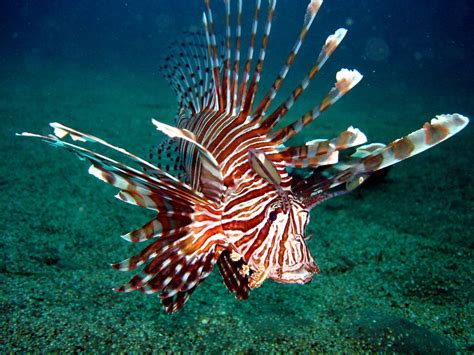 especies invasoras peixe leao  atlantico mar sem fim