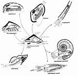 Mollusk Clam Mollusks sketch template