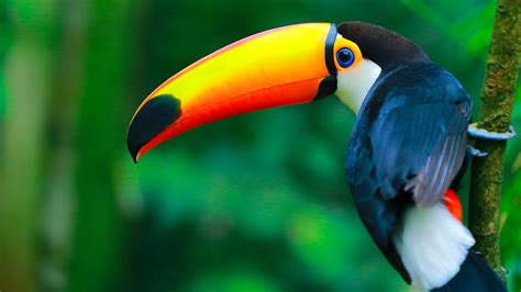 colorful toco toucan ramphastos toco   branch pantanal wetlands brazil windows