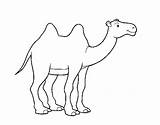Camello Camelo Chameau Africano Cammello Africaine Coloritou Cdn5 Colorier Pintar Acolore Brun sketch template
