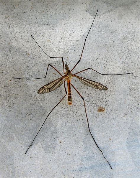 daddy longlegs daddy animals insects