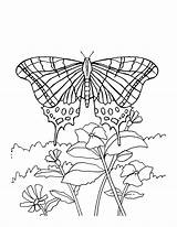 Coloring Pages Butterfly Butterflies Flowers Printable Flower Kids Sheets Print Drawing Adult Bestcoloringpagesforkids Coloringbay Spring Getdrawings Choose Board Popular sketch template