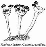 Fruticose Cladonia Lichens Coccifera sketch template