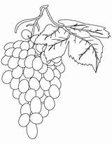 Grapes Coloring Pages Red Bestcoloringpages Clipart Grape Kids Printable Drawing Painting Library Books Comments sketch template