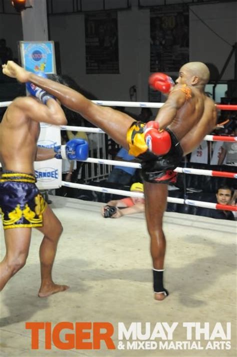 tiger muay thai fighters go 3 1 over two nights in patong thailand