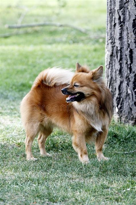 mini dog picture image