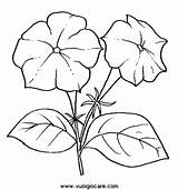 Petunia Colorear Flor Fiore Ramos Imagui Petunias Disegno Patrones Ramo Jornal 7ª Pagina Midisegni Designlooter Malvorlage Planta Usignolo Bookmark Kategorien sketch template