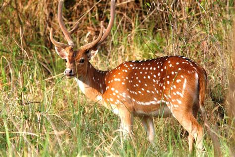 sri lankan chital deer enchanter  island