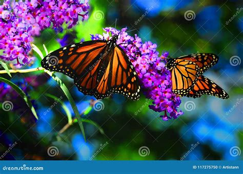 colors  nature stock photo image  butterflies