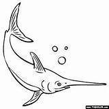 Swordfish Marlin Fisk Thecolor sketch template