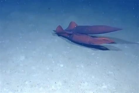 scientists finally figure out how squids mate smart news