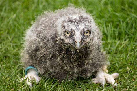 baby snowy owl    falconry centre hagley west flickr