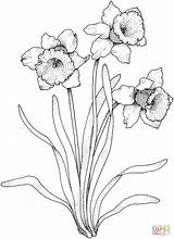 Narcissus Coloring Daffodils Daffodil Flowers Pages Printable Drawing Flower Select Category Narzissen Paperwhite Gladiolus Color Draw Supercoloring Sketch Drawings Blumen sketch template