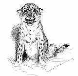 Leopard Coloring Pages Colouring Animal Kids Library Clipart Popular Comments sketch template