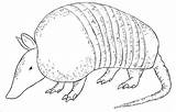 Armadillo Coloring Draw Printable Pages Drawing Animal Drawings Easy Outline Drawcentral Coloringbay Lessons Little Eye Very Small Painting Colouring Visit sketch template