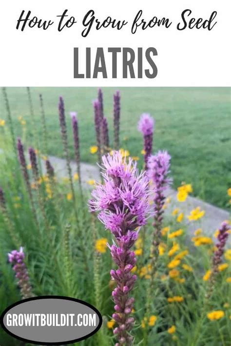 grow liatris  seed growit buildit liatris perennials