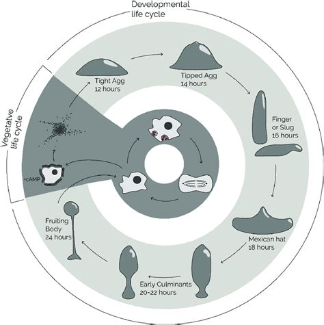 Dictyostelium Discoideum Life Cycle Amoebae Predate On Bacteria And