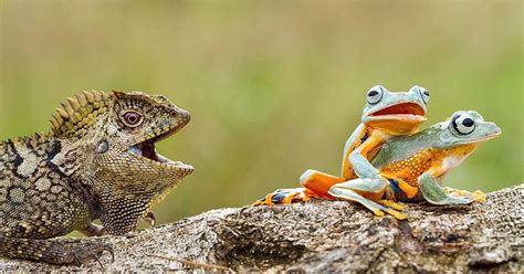 Curious Lizard Gets Front Row Seat To Watch Frogs Having Sex Mirror