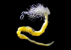 Afbeeldingsresultaten voor "polycirrus Medusa". Grootte: 142 x 100. Bron: twitter.com