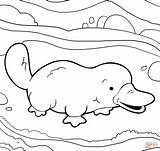 Platypus Coloring Pages Cute Printable Color Supercoloring Perry Dibujo Ornitorrinco Para Colorear Colouring Crafts Online Compatible Ipad Tablets Android Version sketch template