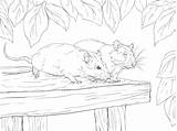 Ratten Rats Supercoloring Ausmalbilder Zwei Printable sketch template