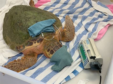 overdose cure is tested on sea turtles poisoned by red tide miami herald