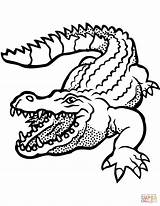 Coloring Crocodile Pages Open Mouth sketch template