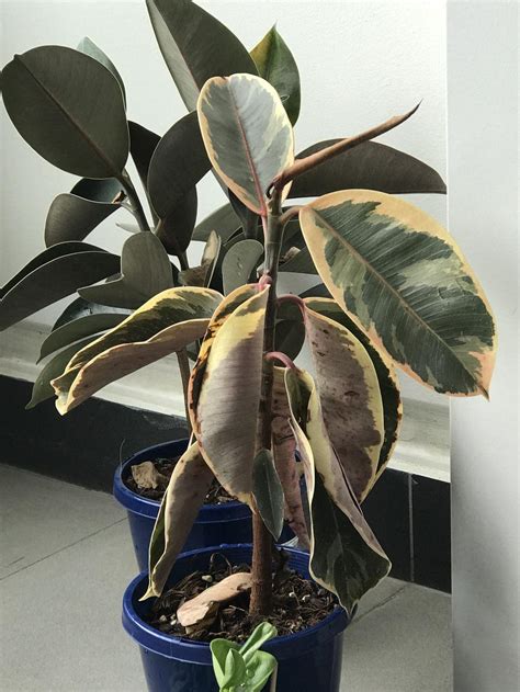 Houseplants Forum→spider Mites On Rubber Plant And Peperomia