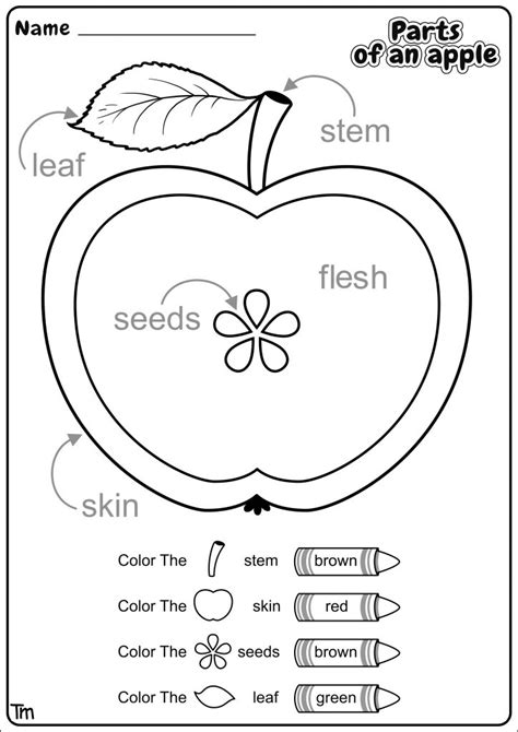 printable apple worksheets preschool printable templates